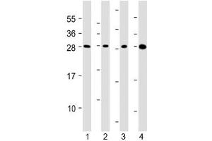 Western blot testing of human 1) HepG2, 2) U266B1, 3) HEK293 and 4) testis lysate with CLEC1B antibody at 1:2000. (C-Type Lectin Domain Family 1, Member B (CLEC1B) (AA 44-78) Antikörper)