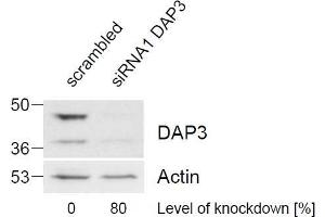 ABIN184743 (1 µg/mL) staining of HeLa lysate (control in left lane and after si-RNA-mediated DAP3 knock-down expresson in right lane) (35 µg protein in RIPA buffer).