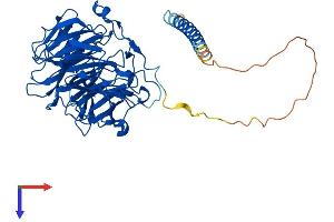 CORO1B Protein (AA 1-489) (His tag)