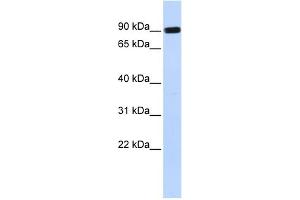 WB Suggested Anti-HECTD2 Antibody Titration:  0. (HECTD2 Antikörper  (Middle Region))
