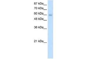 NKX6-3 antibody (20R-1236) used at 0. (NK6 Homeobox 3 Antikörper  (N-Term))