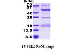 PHD Finger Protein 13 (PHF13) (AA 1-300) protein (His tag)
