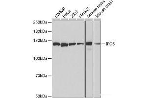 Western blot analysis of extracts of various cell lines using IPO5 Polyclonal Antibody at dilution of 1:1000. (Importin 5 Antikörper)