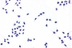 Image no. 2 for anti-Prostaglandin E Receptor 4 (Subtype EP4) (PTGER4) (C-Term) antibody (ABIN1049258) (PTGER4 Antikörper  (C-Term))