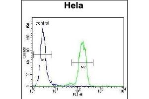 Bad BH3 Domain Antibody (ABIN388118 and ABIN2846287) flow cytometric analysis of Hela cells (right histogram) compared to a negative control (left histogram). (BAD Antikörper  (AA 92-127))