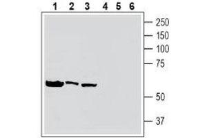Western blot analysis of human HL-60 acute promyelocytic leukemia cell line lysate (lanes 1 and 4), human K562 erythroleukemia cell line lysate (lanes 2 and 5) and human Daudi Burkitt's lymphoma cell line lysate (lanes 3 and 6): - 1-3.