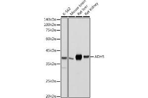 Western blot analysis of extracts of various cell lines, using /GSNOR antibody (ABIN6131172, ABIN6136579, ABIN6136580 and ABIN6217464) at 1:500 dilution. (ADH5 Antikörper  (AA 1-374))