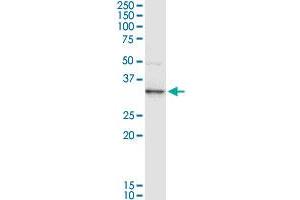 ANXA3 MaxPab rabbit polyclonal antibody.