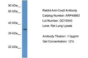 Western Blotting (WB) image for anti-Coenzyme Q5, Methyltransferase (COQ5) (N-Term) antibody (ABIN2783584) (COQ5 Antikörper  (N-Term))