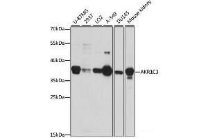 Western blot analysis of extracts of various cell lines using AKR1C3 Polyclonal Antibody at dilution of 1:1000. (AKR1C3 Antikörper)