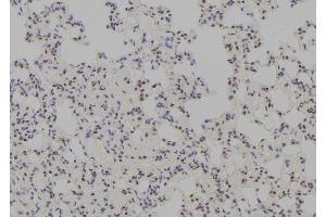 ABIN6278744 at 1/100 staining Rat lung tissue by IHC-P. (TTF1 Antikörper  (Internal Region))