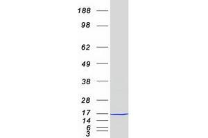Western Blotting (WB) image for NADH Dehydrogenase (Ubiquinone) 1, alpha/beta Subcomplex, 1, 8kDa (NDUFAB1) protein (Myc-DYKDDDDK Tag) (ABIN2727011)