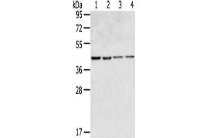 Gel: 8 % SDS-PAGE,Lysate: 40 μg,Lane 1-4: HepG2 cells, 231 cells, Hela cells, Lovo cells,Primary antibody: ABIN7190846(GPR15 Antibody) at dilution 1/350 dilution,Secondary antibody: Goat anti rabbit IgG at 1/8000 dilution,Exposure time: 20 seconds (GPR15 Antikörper)