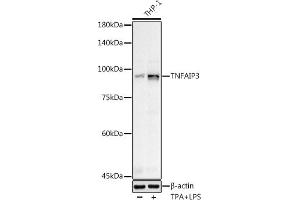 Western Blotting (WB) image for anti-Tumor Necrosis Factor, alpha-Induced Protein 3 (TNFAIP3) (AA 1-190) antibody (ABIN3022985)