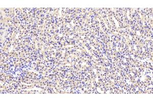 Detection of LDHB in Mouse Kidney Tissue using Polyclonal Antibody to Lactate Dehydrogenase B (LDHB) (LDHB Antikörper  (AA 1-334))