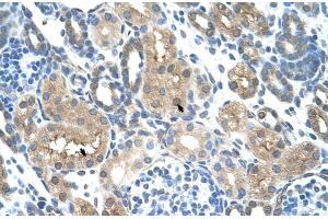 Human kidney (TLR6 Antikörper  (Middle Region))