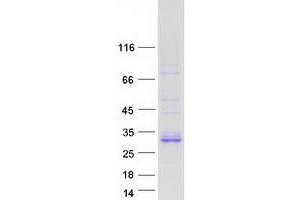 Validation with Western Blot (FAM3B Protein (Transcript Variant 1) (Myc-DYKDDDDK Tag))