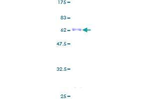 Image no. 1 for F11 Receptor (F11R) (AA 1-299) protein (GST tag) (ABIN1353297)