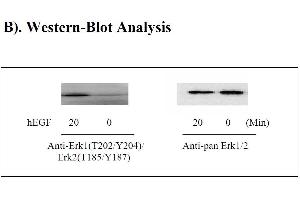 Image no. 4 for Mitogen-Activated Protein Kinase 1/3 (MAPK1/3) ELISA Kit (ABIN625226) (ERK1/2 ELISA Kit)
