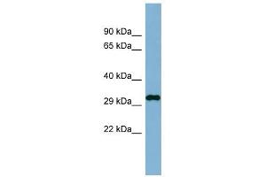 C20ORF116 antibody used at 1 ug/ml to detect target protein.