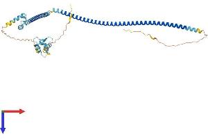 EFCAB4A Protein (AA 1-399) (His tag)