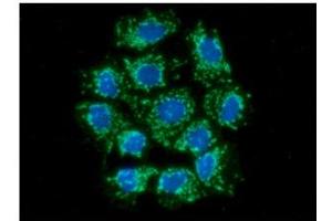 ICC/IF analysis of AIFM1 in Hep3B cells line, stained with DAPI (Blue) for nucleus staining and monoclonal anti-human AIFM1 antibody (1:100) with goat anti-mouse IgG-Alexa fluor 488 conjugate (Green).