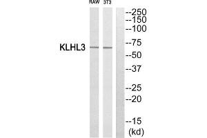 Western Blotting (WB) image for anti-Kelch-Like 3 (KLHL3) (N-Term) antibody (ABIN1850052) (KLHL3 Antikörper  (N-Term))