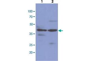 Western blot analysis of cell lysates (each 40 ug) byNAGK monoclonal antibody, clone AT4D12  (1:1000). (NAGK Antikörper  (AA 1-344))