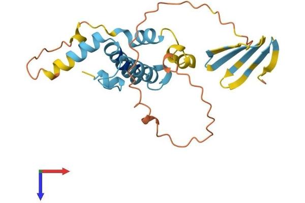 DNAJB8 Protein (AA 1-232) (His tag)