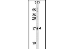 ISG15 Antibody (A46) (ABIN387983 and ABIN2844984) western blot analysis in 293 cell line lysates (35 μg/lane). (ISG15 Antikörper  (N-Term))