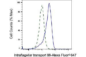 Validation of Intraflagellar transport 88 knockdown using flow cytometry. (Rekombinanter IFT88 Antikörper)
