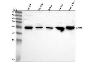 Western blot analysis of GAMT using anti-GAMT antibody (ABIN7599133).
