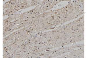 ABIN6279037 at 1/100 staining Rat heart tissue by IHC-P.