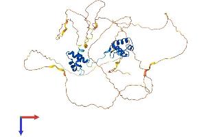 PAX1 Protein (AA 1-534) (His tag)