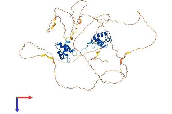PAX1 Protein (AA 1-534) (His tag)