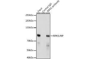 Immunoprecipitation analysis of 300 μg extracts of HeLa cells using 3 μg RIPK1/RIP antibody (ABIN7269886). (RIPK1 Antikörper)