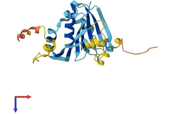 EIF4E3 Protein (AA 1-207) (His tag)