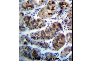 ZDHHC20 Antibody (N-term) (ABIN657278 and ABIN2846367) immunohistochemistry analysis in formalin fixed and paraffin embedded human stomach tissue followed by peroxidase conjugation of the secondary antibody and DAB staining. (ZDHHC20 Antikörper  (N-Term))