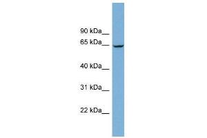 WB Suggested Anti-RACGAP1  Antibody Titration: 0. (RACGAP1 Antikörper  (N-Term))