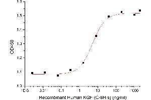 ELISA image for Fibroblast Growth Factor 7 (FGF7) protein (His tag) (ABIN7455635)