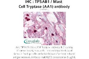 Image no. 1 for anti-Tryptase alpha/beta 1 (TPSAB1) antibody (ABIN1723155) (TPSAB1 Antikörper)