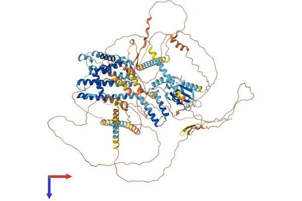 GARP Protein (AA 1-1251) (His tag)