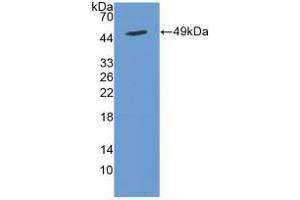 Figure. (Cytohesin 2 Antikörper  (AA 1-390))