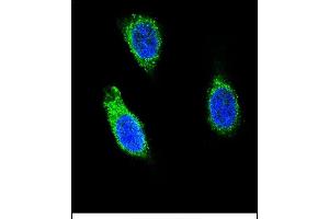 Confocal immunofluorescent analysis of RNH1 Antibody (C-term) (ABIN656371 and ABIN2845666) with 293 cell followed by Alexa Fluor 488-conjugated goat anti-rabbit lgG (green). (RNH1 Antikörper  (C-Term))
