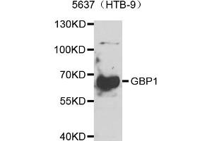 Western blot analysis of extracts of 5637(HTB-9) cells, using GBP1 antibody (ABIN5974159) at 1/1000 dilution.