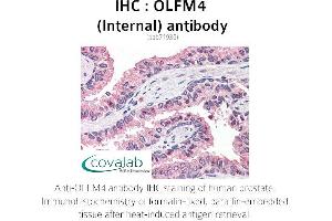 Image no. 1 for anti-Olfactomedin 4 (OLFM4) (Internal Region) antibody (ABIN1737637)