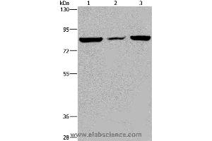 Western blot analysis of A549 cell, mouse heart tissue and Hela cell, using LEPREL2 Polyclonal Antibody at dilution of 1:300 (LEPREL2 Antikörper)