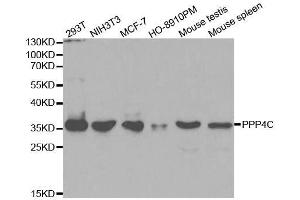 Western blot analysis of extracts of various cell lines, using PPP4C antibody.