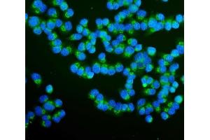 IF analysis of RAB1B using anti-RAB1B antibody (ABIN7602809). (RAB1B Antikörper  (C-Term))