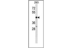 Western blot analysis of POU4F2 Antibody (POU4F2 Antikörper  (C-Term))